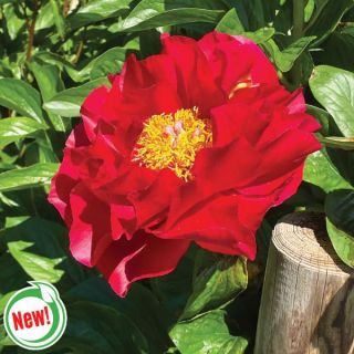 Mackinac Grand Peony Thumbnail